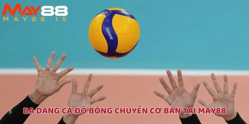 Ba dạng cá độ bóng chuyền cơ bản tại May88