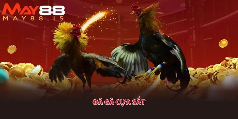Chọi kê cựa sắt là dạng chơi phổ biến trong đá gà 88