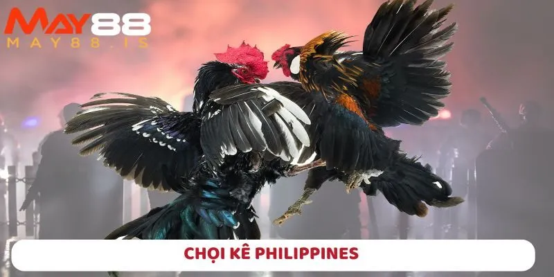 Chọi kê Philippines là một trong những hình thức phổ biến khi tham gia tại May88