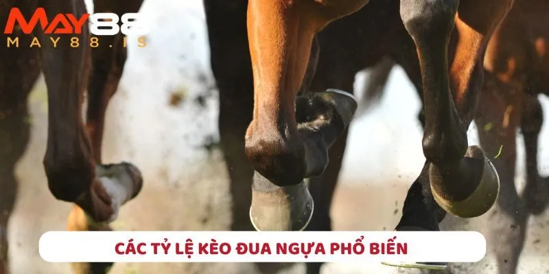 Tìm hiểu ngay các tỷ lệ kèo khi tham gia