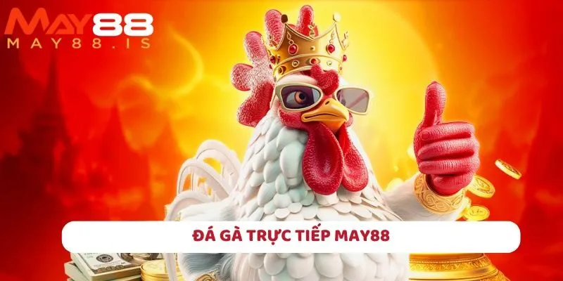 Đá gà trực tiếp