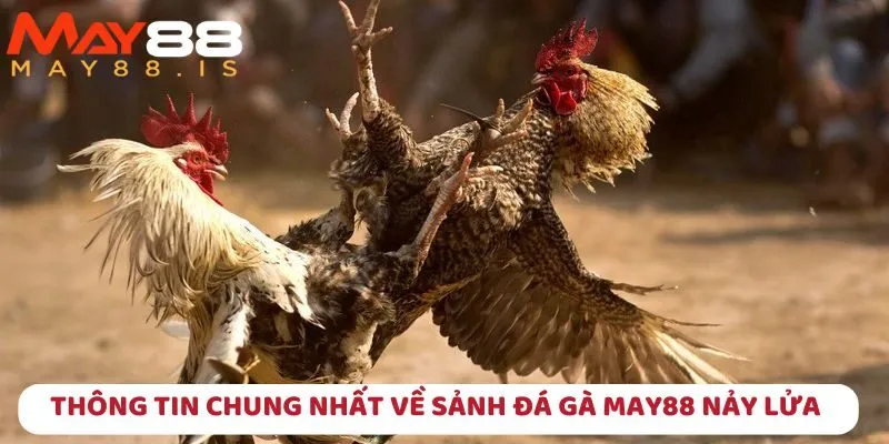 Giới thiệu cơ bản về sảnh đá gà tại nhà cái trực tuyến May88