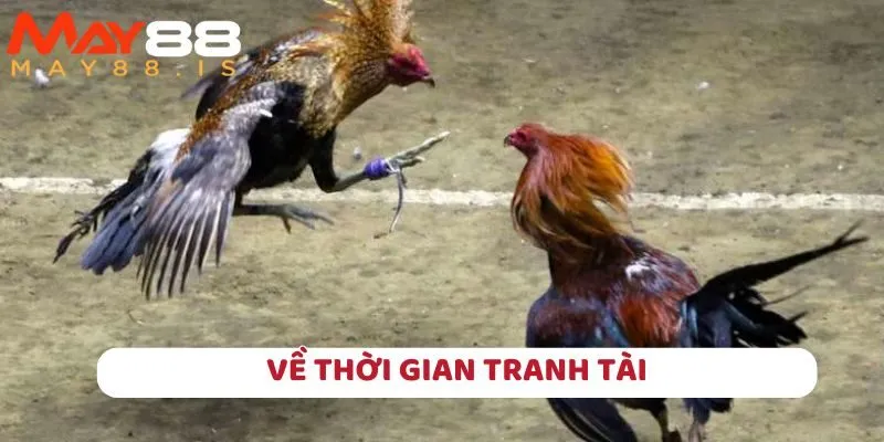 Một hiệp đá gà cựa sắt chỉ diễn ra trong khoảng 10 phút ngắn gọn