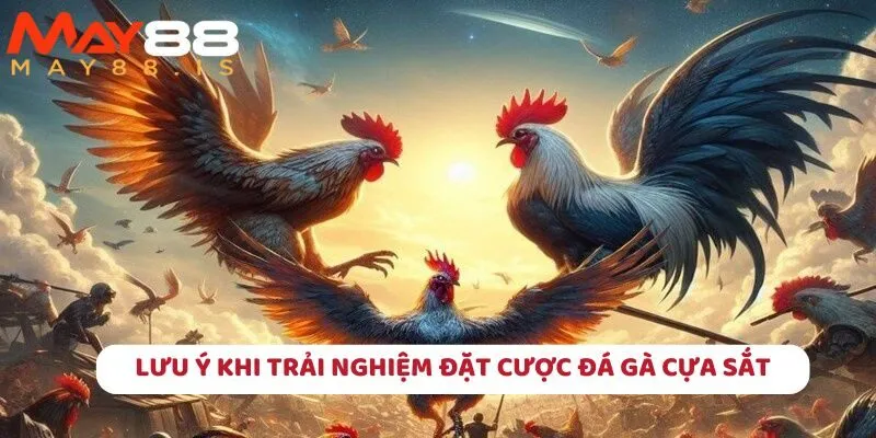 Một vài lưu ý để hội viên nắm vững về chọi gà cựa sắt