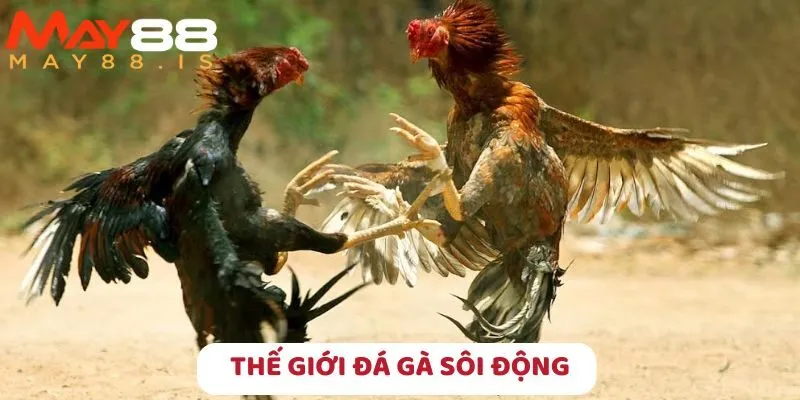 Sàn đấu gà rực lửa như ngoài đời thực