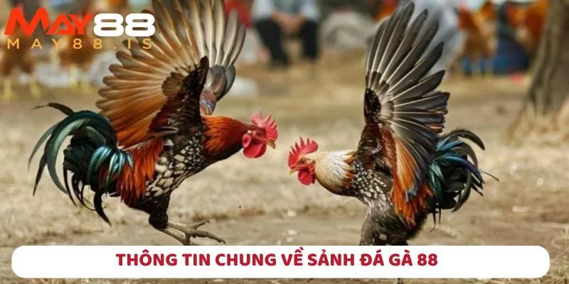 Thông tin chung về sảnh đá gà đang có mặt tại May88